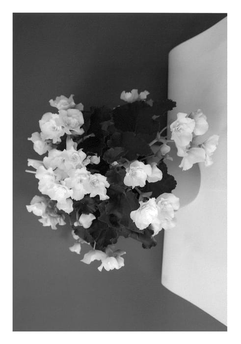 Figure 1 of US plant patent PP24377, the photograph of BKPBEEGW printed in the patent.