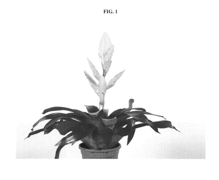 Figure 1 of US plant patent PP24378, the photograph of Glory printed in the patent.
