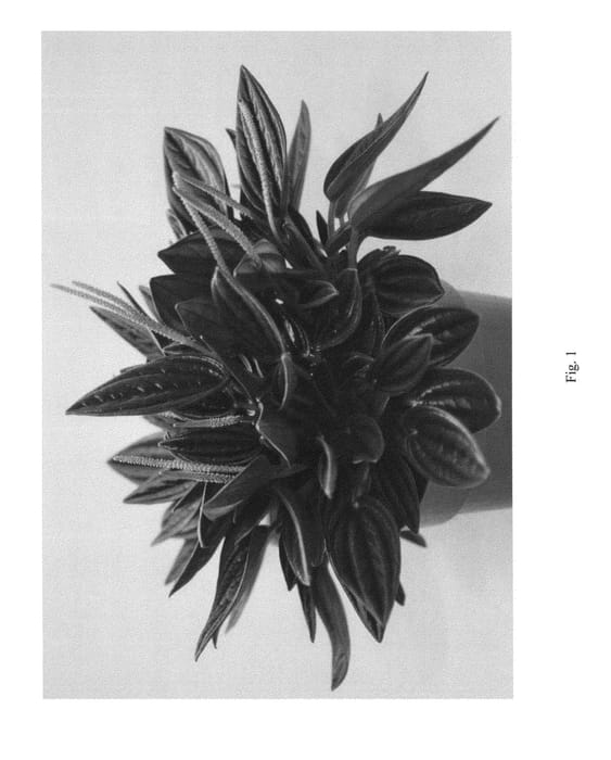Figure 1 of US plant patent PP24379, the photograph of Eden Rosso printed in the patent.