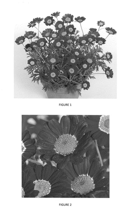 Figure 1 of US plant patent PP24380, the photograph of CHQZ0001 printed in the patent.