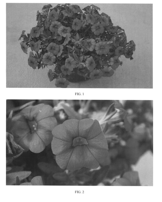 Figure 1 of US plant patent PP24381, the photograph of SAKCAL105 printed in the patent.