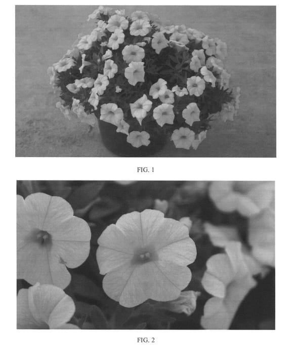 Figure 1 of US plant patent PP24382, the photograph of SAKCAL107 printed in the patent.