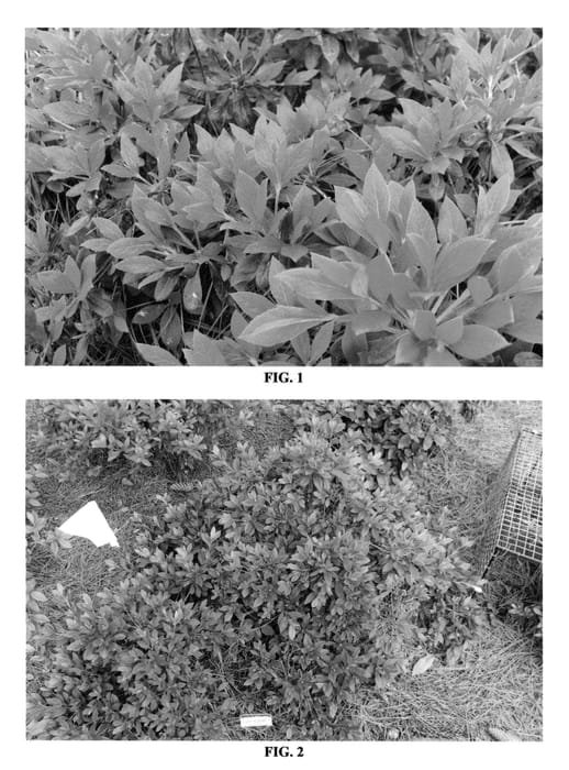 Figure 1 of US plant patent PP24383, the photograph of MNIHAR027 printed in the patent.