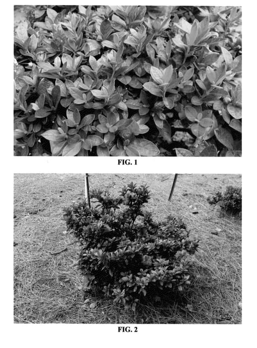 Figure 1 of US plant patent PP24384, the photograph of MNIHAR026 printed in the patent.
