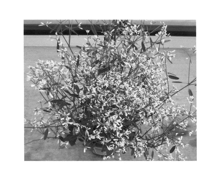 Figure 1 of US plant patent PP24385, the photograph of Weseusopi printed in the patent.
