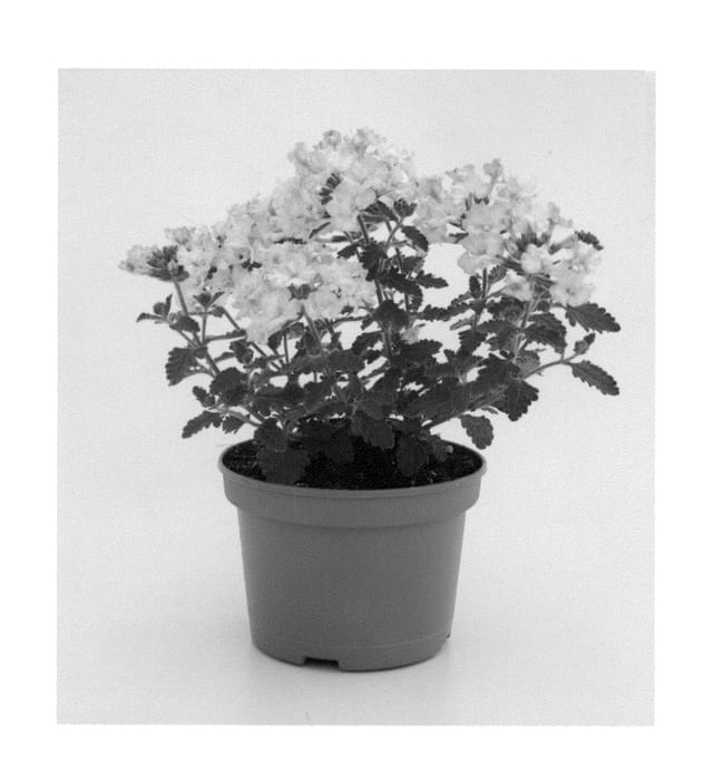 Figure 1 of US plant patent PP24386, the photograph of VEAZ0013 printed in the patent.