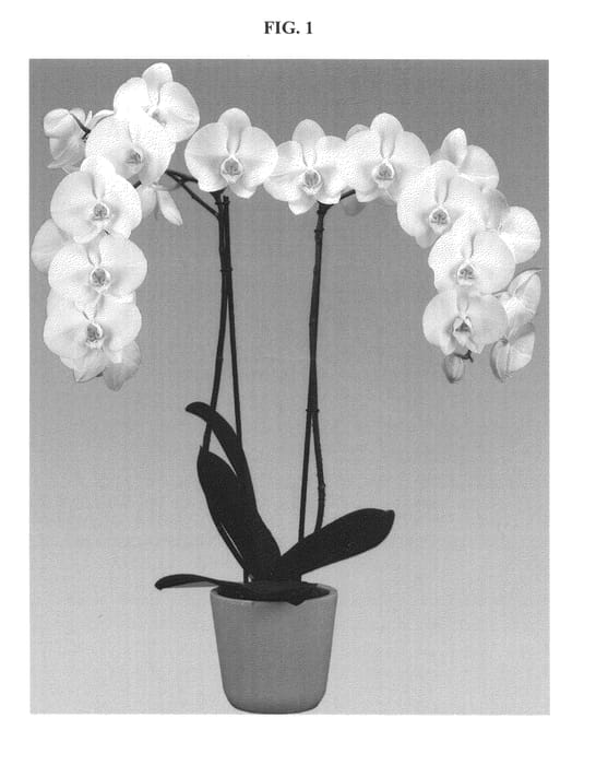 Figure 1 of US plant patent PP24387, the photograph of Silver Light printed in the patent.