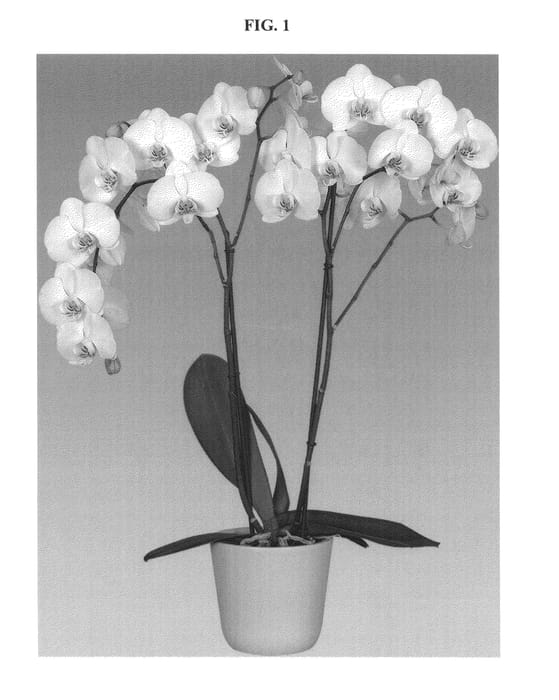 Figure 1 of US plant patent PP24388, the photograph of Trivium printed in the patent.