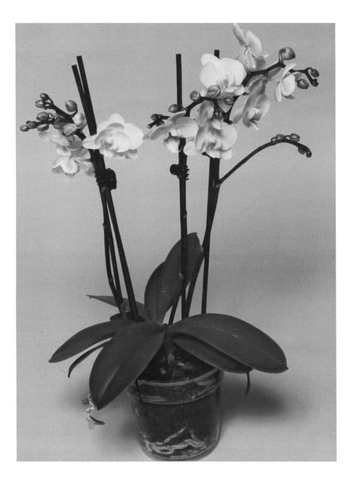 Figure 1 of US plant patent PP24389, the photograph of SUPHAL1201 printed in the patent.