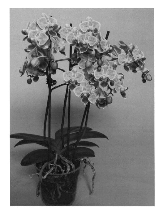 Figure 1 of US plant patent PP24390, the photograph of SUPHAL1202 printed in the patent.