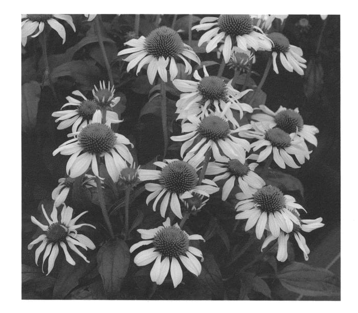 Figure 1 of US plant patent PP24392, the photograph of Rosita printed in the patent.
