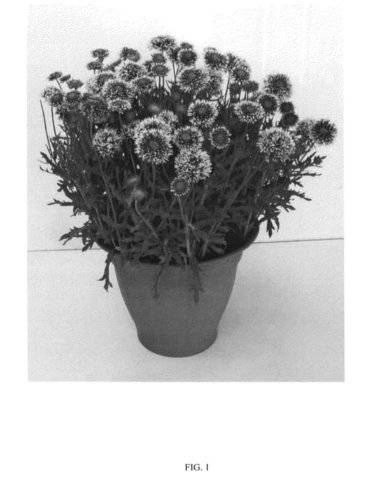 Figure 1 of US plant patent PP24393, the photograph of DGAL7 printed in the patent.