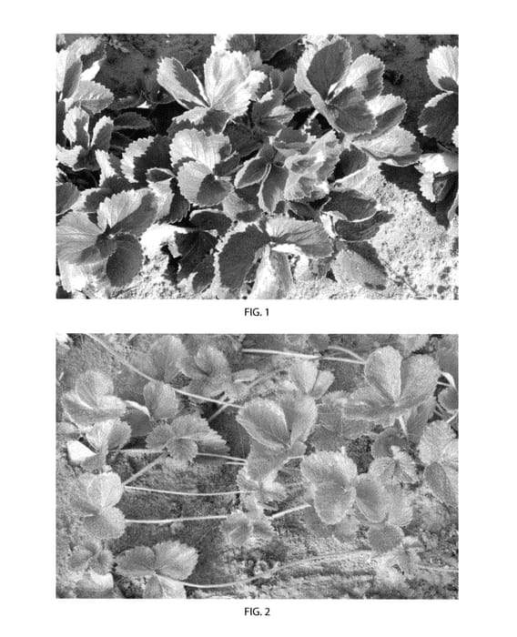 Figure 1 of US plant patent PP24394, the photograph of Mayflower printed in the patent.