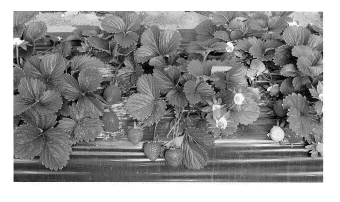 Figure 1 of US plant patent PP24395, the photograph of DrisStrawThirtyFour printed in the patent.