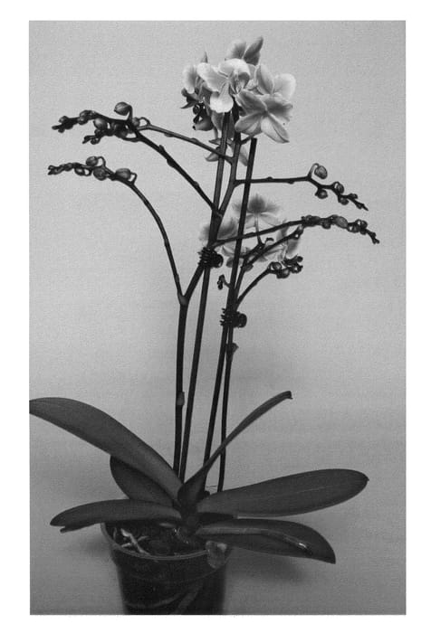 Figure 1 of US plant patent PP24396, the photograph of SUPHAL1203 printed in the patent.