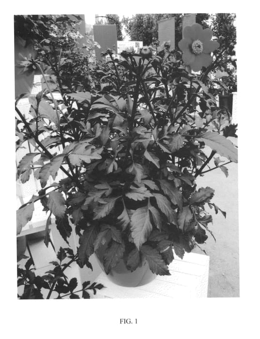 Figure 1 of US plant patent PP24397, the photograph of MYSTIC WONDER printed in the patent.
