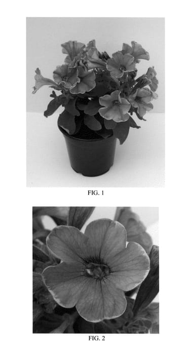 Figure 1 of US plant patent PP24398, the photograph of Balpelite printed in the patent.
