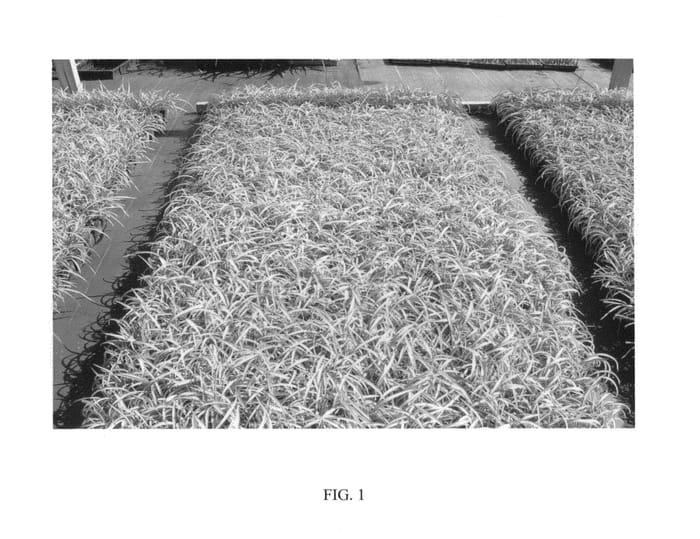 Figure 1 of US plant patent PP24399, the photograph of BLONDIE printed in the patent.