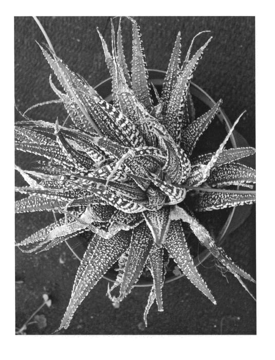 Figure 1 of US plant patent PP24400, the photograph of NEW YORK printed in the patent.