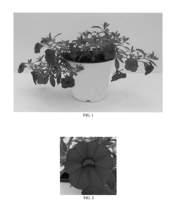Figure 1 of US plant patent PP24401, the photograph of Balcabrite printed in the patent.