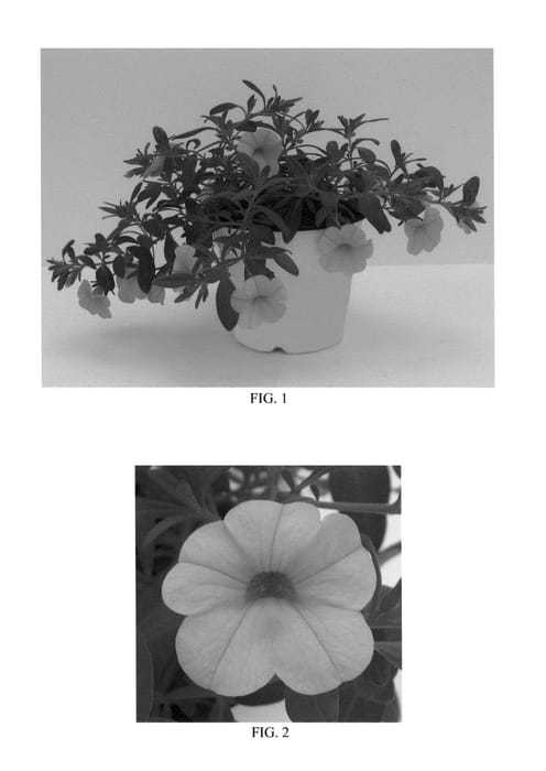 Figure 1 of US plant patent PP24402, the photograph of Balcabdepy printed in the patent.