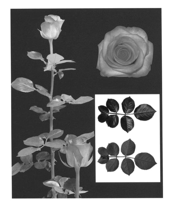 Figure 1 of US plant patent PP24403, the photograph of ESM R044 printed in the patent.