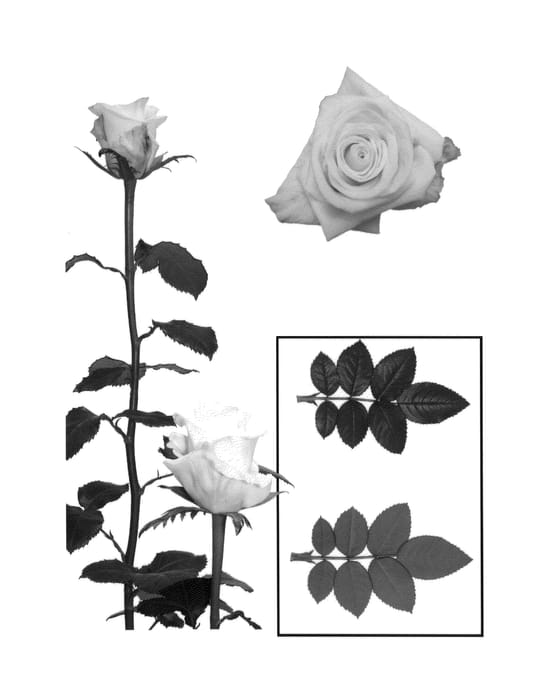 Figure 1 of US plant patent PP24404, the photograph of ESM R057 printed in the patent.