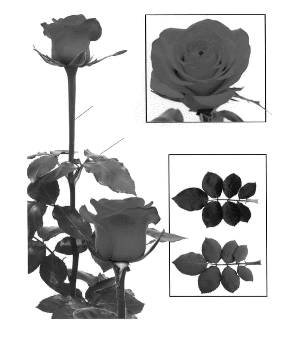 Figure 1 of US plant patent PP24405, the photograph of Esm R068 printed in the patent.
