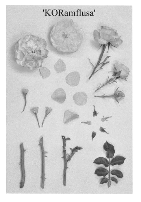 Figure 1 of US plant patent PP24406, the photograph of KORamflusa printed in the patent.