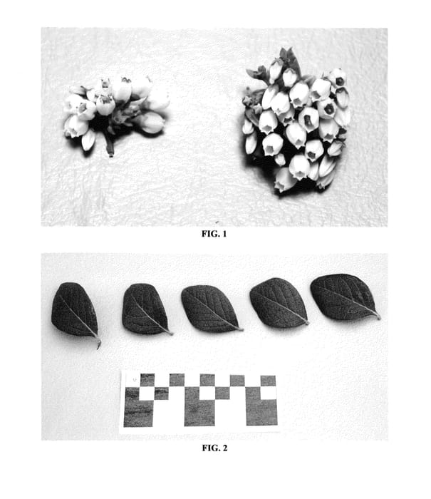 Figure 1 of US plant patent PP24407, the photograph of DrisBlueFour printed in the patent.
