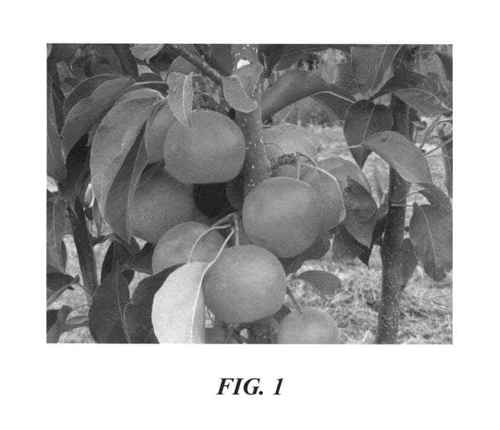 Figure 1 of US plant patent PP24408, the photograph of PremP109 printed in the patent.