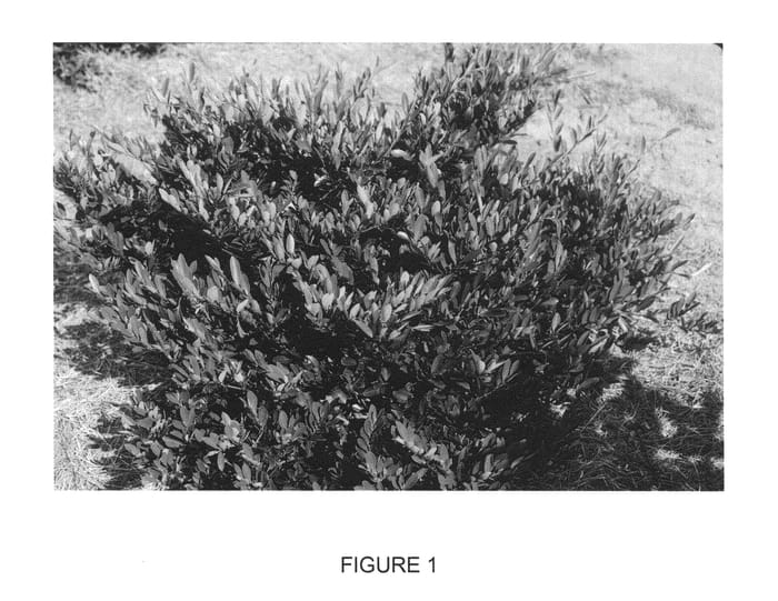 Figure 1 of US plant patent PP24409, the photograph of PIIDIST-II printed in the patent.