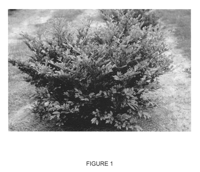 Figure 1 of US plant patent PP24410, the photograph of PIIDIST-I printed in the patent.