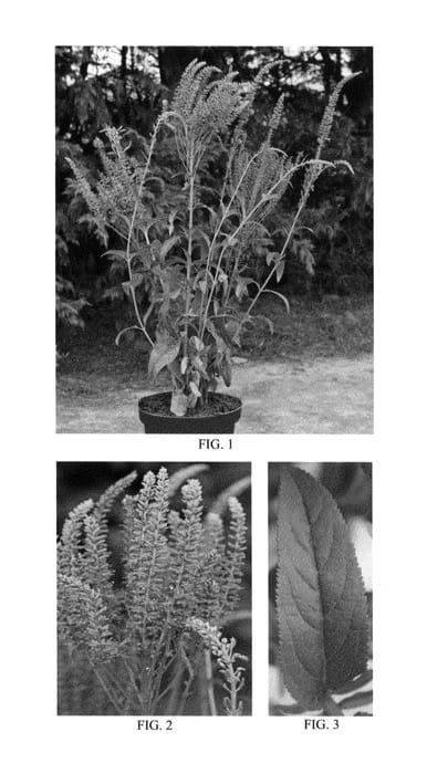 Figure 1 of US plant patent PP24411, the photograph of Amethyst Plume printed in the patent.
