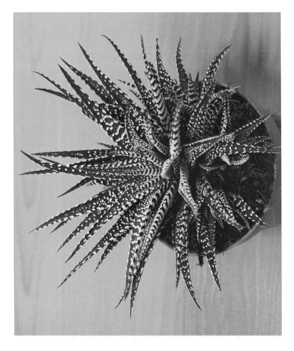 Figure 1 of US plant patent PP24412, the photograph of CAPETOWN printed in the patent.