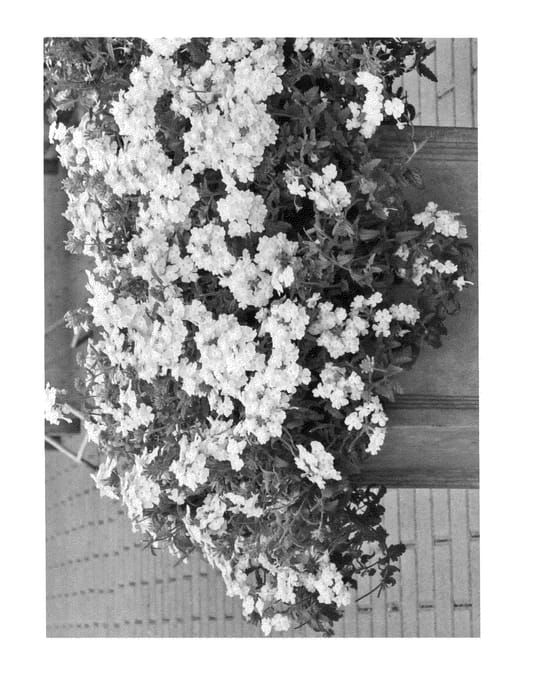 Figure 1 of US plant patent PP24413, the photograph of Duempsopicha printed in the patent.