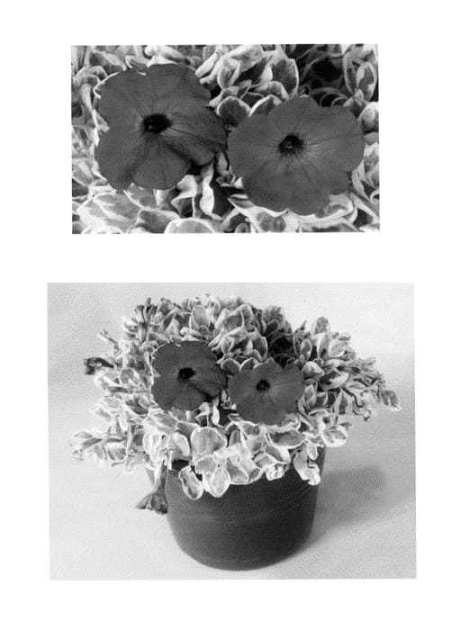 Figure 1 of US plant patent PP24414, the photograph of Bartpet001 printed in the patent.