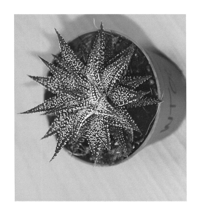 Figure 1 of US plant patent PP24415, the photograph of AMSTERDAM printed in the patent.