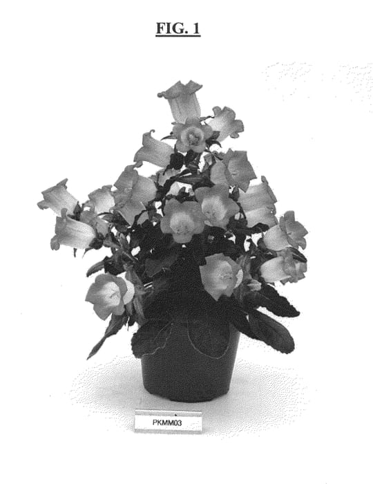 Figure 1 of US plant patent PP24416, the photograph of PKMM03 printed in the patent.