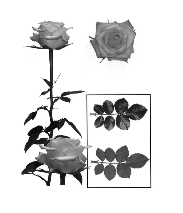 Figure 1 of US plant patent PP24417, the photograph of ESM R030 printed in the patent.