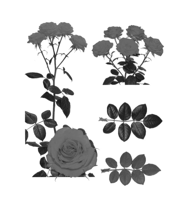 Figure 1 of US plant patent PP24418, the photograph of ESM R031 printed in the patent.