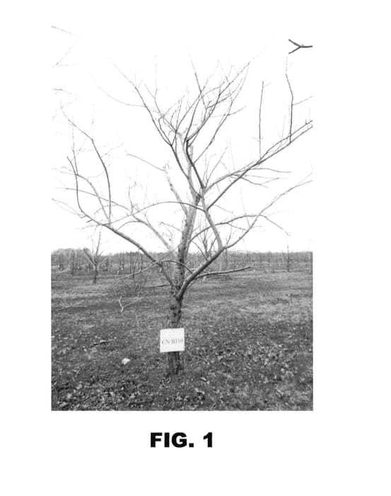 Figure 1 of US plant patent PP24419, the photograph of CN B110 printed in the patent.