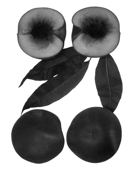Figure 1 of US plant patent PP24420, the photograph of Snow Pride printed in the patent.