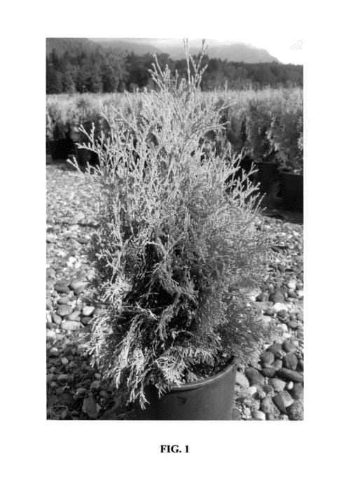 Figure 1 of US plant patent PP24421, the photograph of Thusid2 printed in the patent.