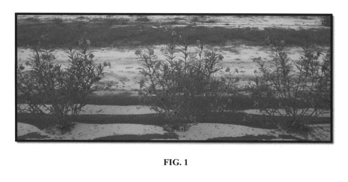 Figure 1 of US plant patent PP24422, the photograph of R10-102 printed in the patent.