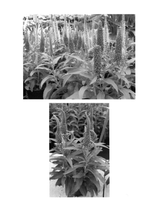 Figure 1 of US plant patent PP24423, the photograph of Sunkissed printed in the patent.