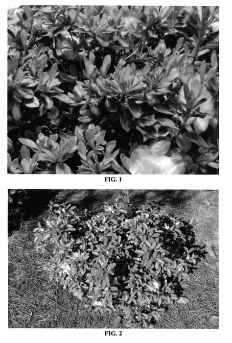 Figure 1 of US plant patent PP24424, the photograph of MNIHAR029 printed in the patent.
