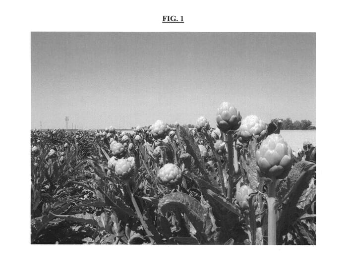 Figure 1 of US plant patent PP24425, the photograph of PS-MSG0619 printed in the patent.