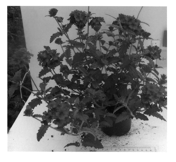 Figure 1 of US plant patent PP24426, the photograph of KLEVP12446 printed in the patent.