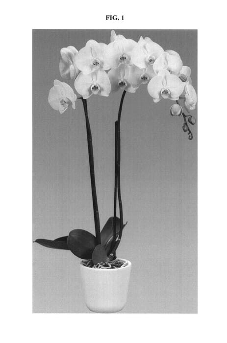 Figure 1 of US plant patent PP24427, the photograph of Montecito printed in the patent.
